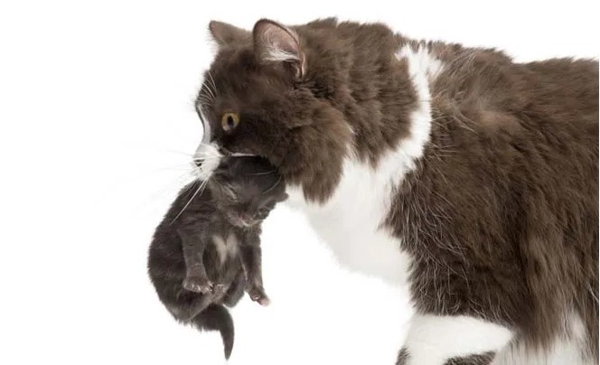 5 Alasan Nyata Induk Kucing Makan Bayinya